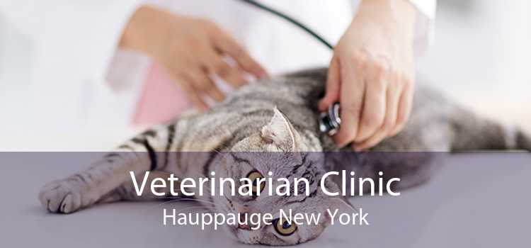 Veterinarian Clinic Hauppauge New York