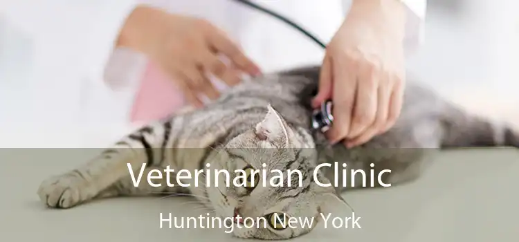 Veterinarian Clinic Huntington New York
