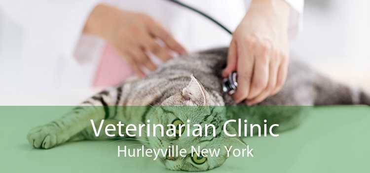Veterinarian Clinic Hurleyville New York