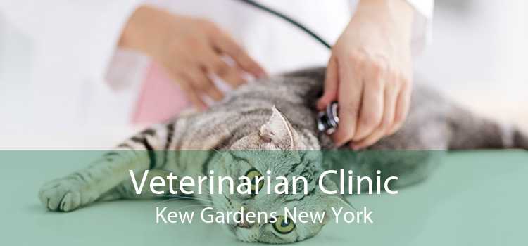 Veterinarian Clinic Kew Gardens New York