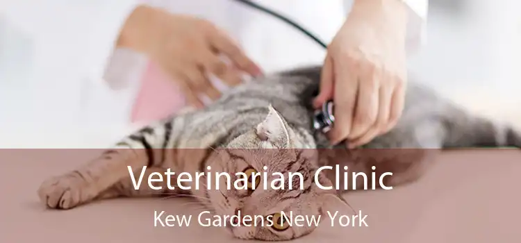Veterinarian Clinic Kew Gardens New York