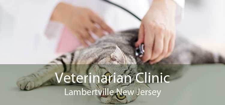 Veterinarian Clinic Lambertville New Jersey