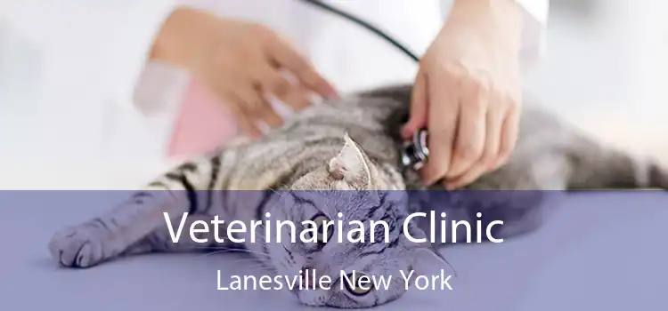 Veterinarian Clinic Lanesville New York