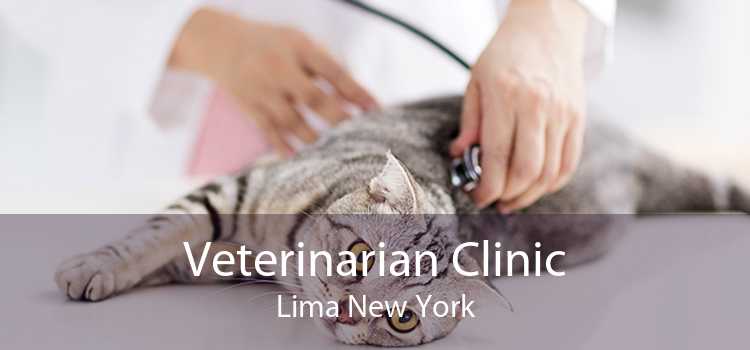 Veterinarian Clinic Lima New York