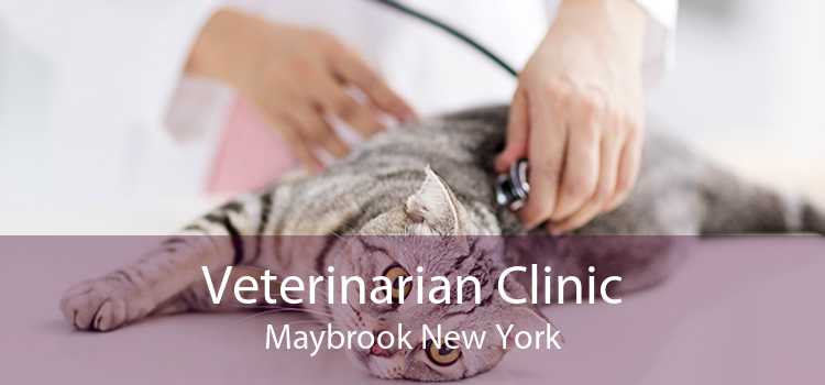 Veterinarian Clinic Maybrook New York