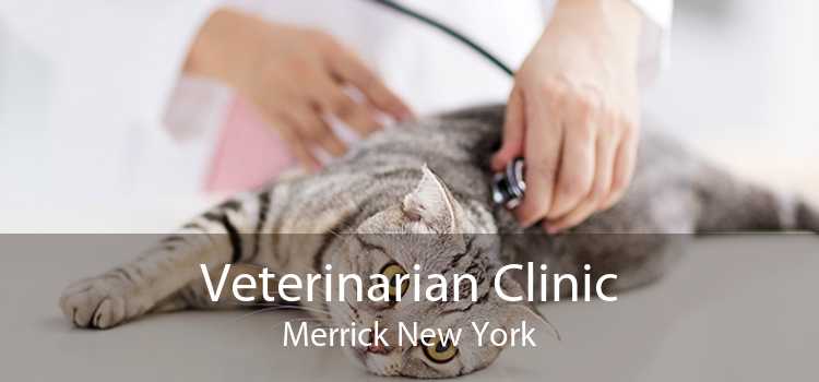 Veterinarian Clinic Merrick New York