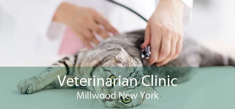 Veterinarian Clinic Millwood New York