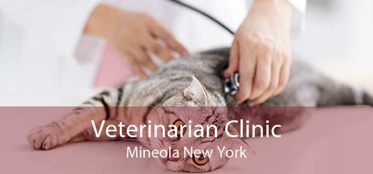 Veterinarian Clinic Mineola New York