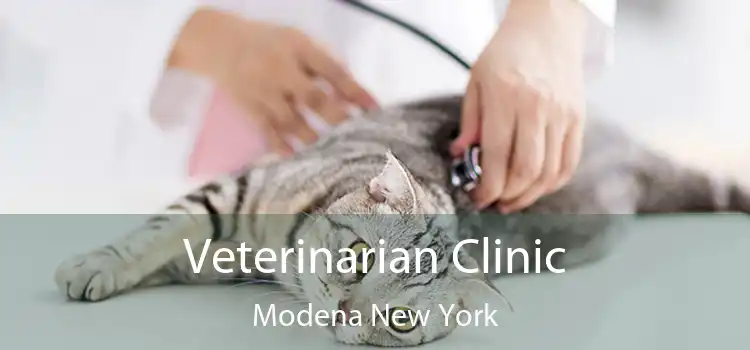 Veterinarian Clinic Modena New York
