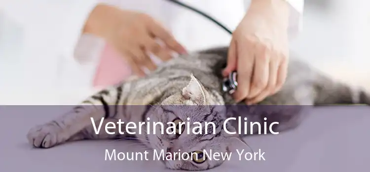 Veterinarian Clinic Mount Marion New York