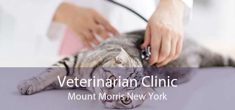 Veterinarian Clinic Mount Morris New York