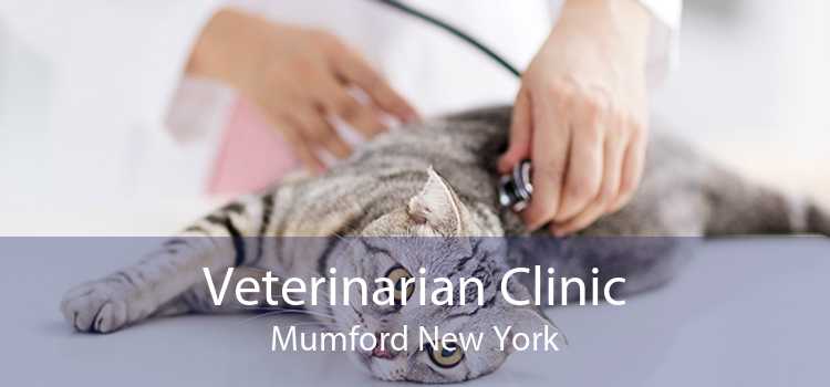 Veterinarian Clinic Mumford New York