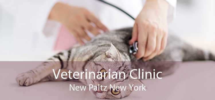 Veterinarian Clinic New Paltz New York