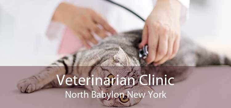 Veterinarian Clinic North Babylon New York