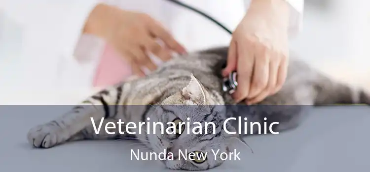 Veterinarian Clinic Nunda New York