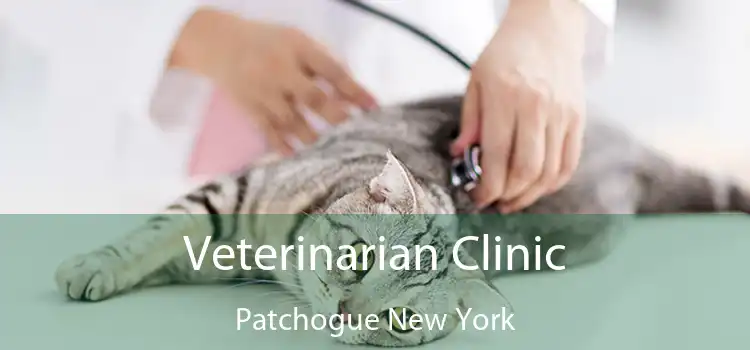 Veterinarian Clinic Patchogue New York