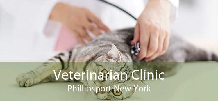 Veterinarian Clinic Phillipsport New York