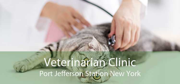 Veterinarian Clinic Port Jefferson Station New York