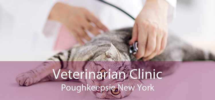 Veterinarian Clinic Poughkeepsie New York