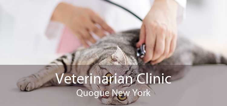 Veterinarian Clinic Quogue New York