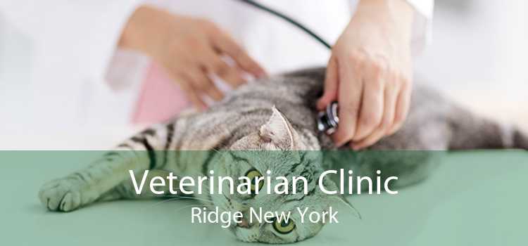 Veterinarian Clinic Ridge New York