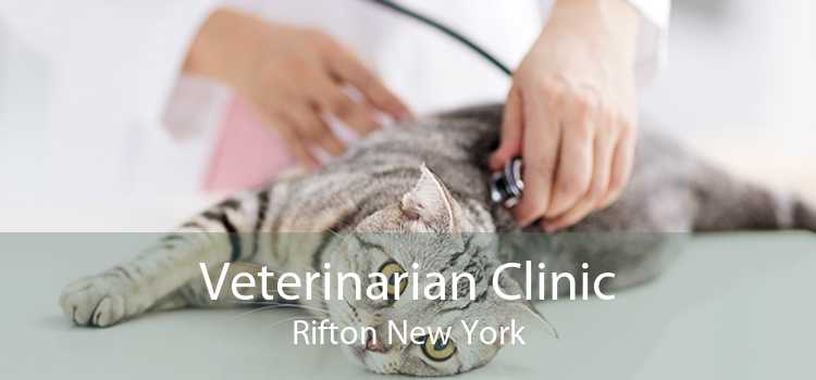 Veterinarian Clinic Rifton New York