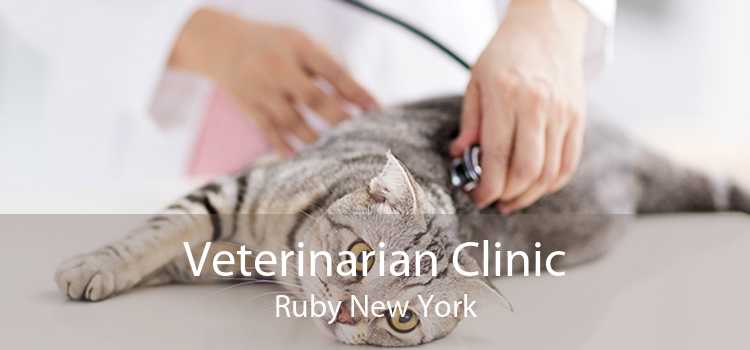 Veterinarian Clinic Ruby New York