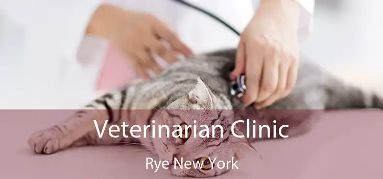 Veterinarian Clinic Rye New York