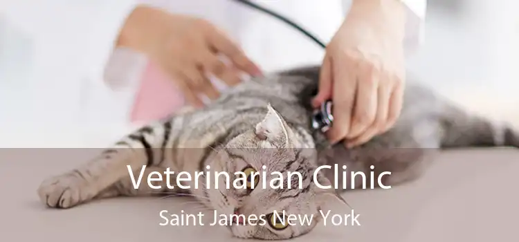 Veterinarian Clinic Saint James New York