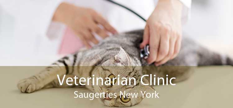 Veterinarian Clinic Saugerties New York