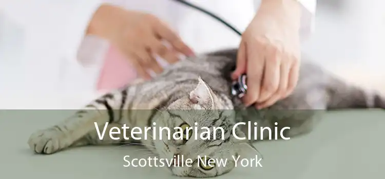 Veterinarian Clinic Scottsville New York