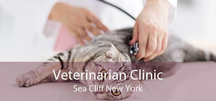 Veterinarian Clinic Sea Cliff New York