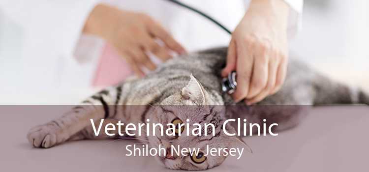 Veterinarian Clinic Shiloh New Jersey