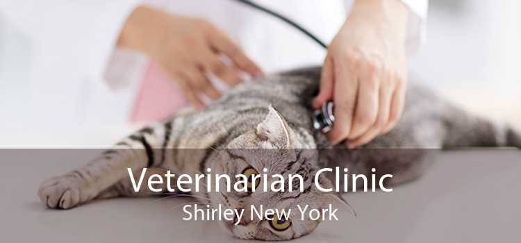 Veterinarian Clinic Shirley - Emergency Vet And Pet Clinic Near Me
