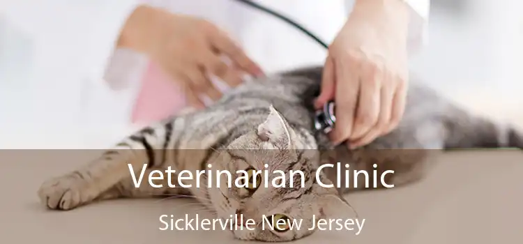 Veterinarian Clinic Sicklerville New Jersey