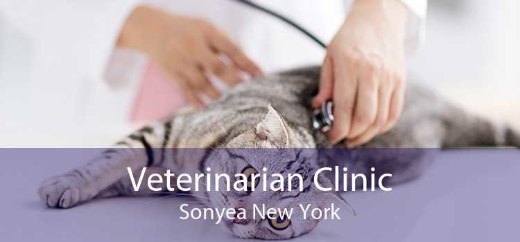 Veterinarian Clinic Sonyea New York