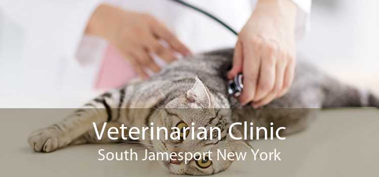 Veterinarian Clinic South Jamesport New York