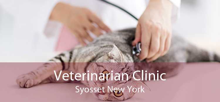 Veterinarian Clinic Syosset New York