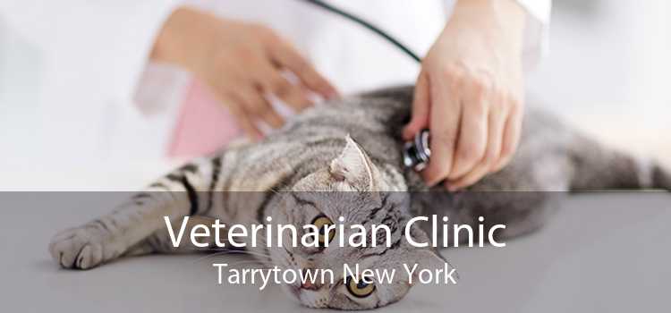Veterinarian Clinic Tarrytown New York