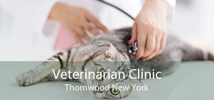 Veterinarian Clinic Thornwood New York