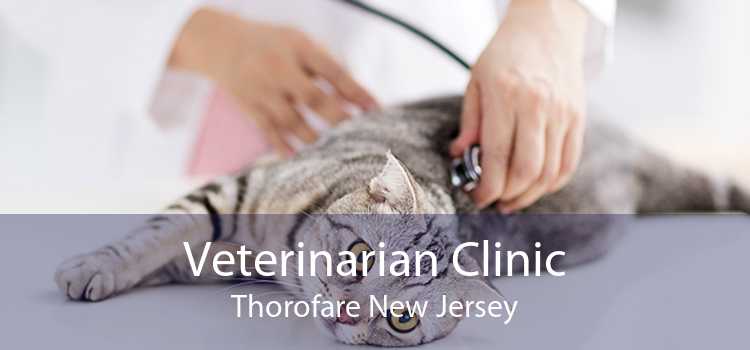 Veterinarian Clinic Thorofare New Jersey
