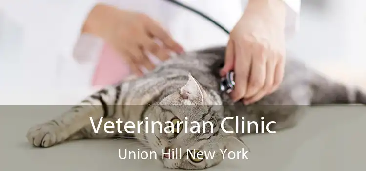 Veterinarian Clinic Union Hill New York