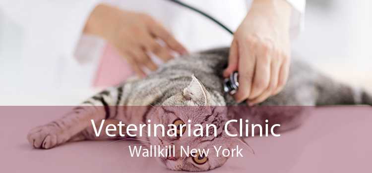 Veterinarian Clinic Wallkill New York