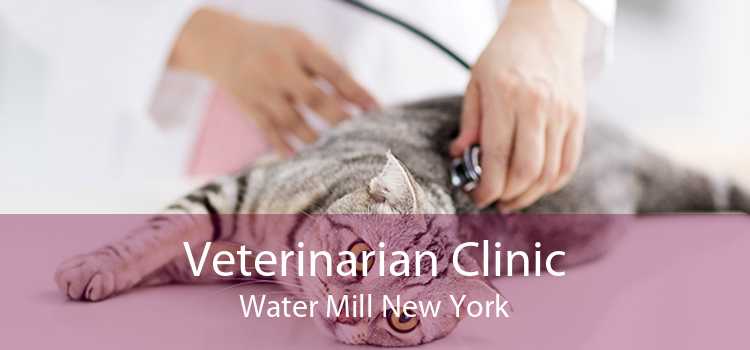 Veterinarian Clinic Water Mill New York
