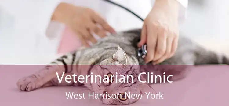 Veterinarian Clinic West Harrison New York