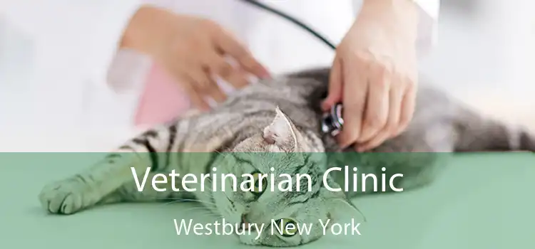 Veterinarian Clinic Westbury New York