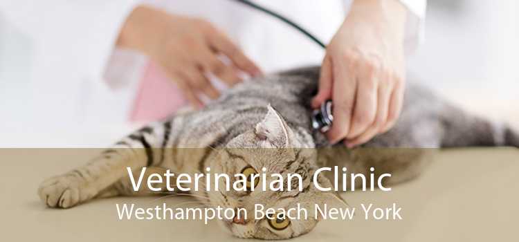 Veterinarian Clinic Westhampton Beach New York