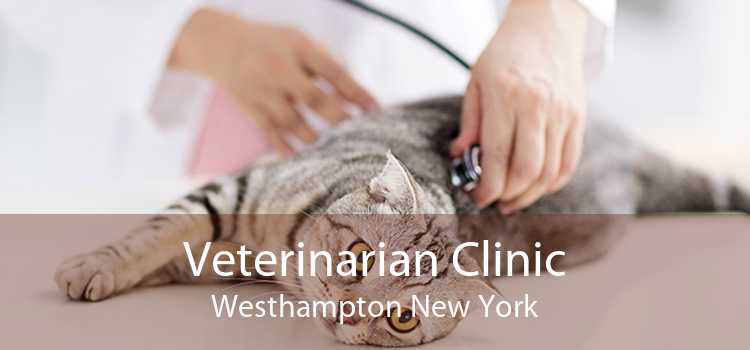 Veterinarian Clinic Westhampton New York