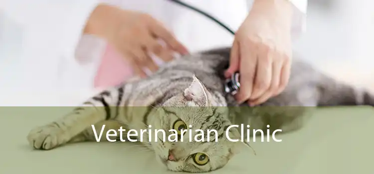 Veterinarian Clinic 