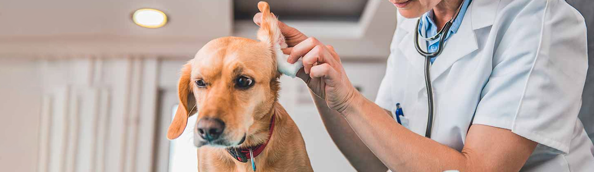 Animal Hospital Bronx Small, Affordable, And Emergency Animal Hospital